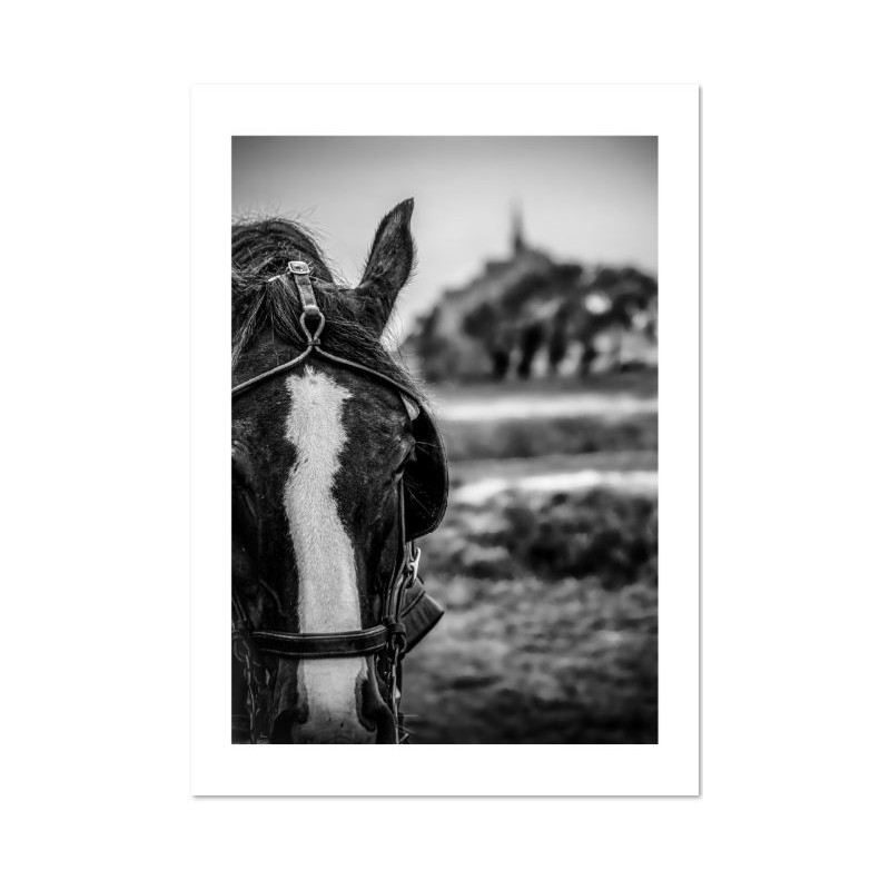 "Le cheval du Mont St Michel" ©