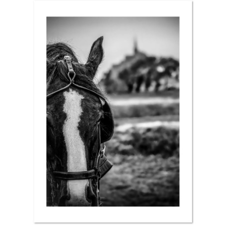 "Le cheval du Mont St Michel" ©